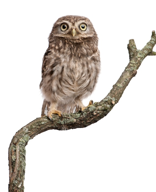 Premium Photo | Young owl perching on branch on white isolated