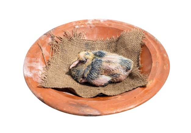 Premium Photo Young Pigeon Chick Above A Clay Dish On White Background