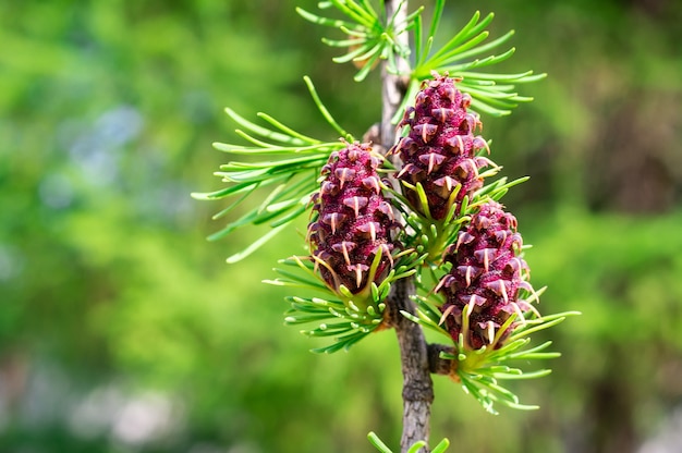 Premium Photo | Young pine cone