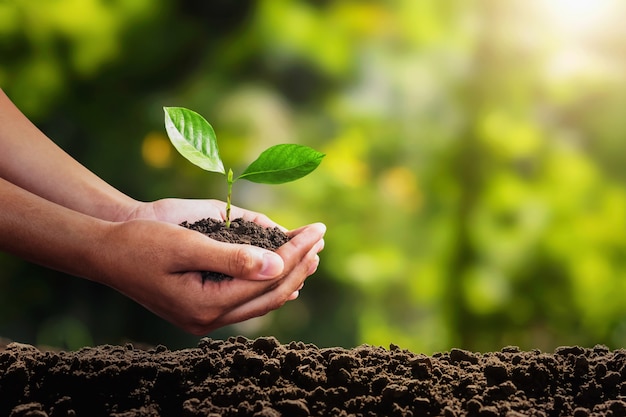 Premium Photo | Young plant growing on hand. concept eco environment