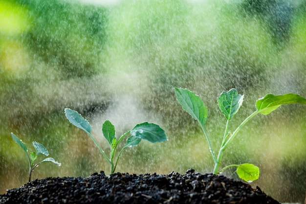 Premium Photo | Young plant growing in soil and water drop on it as ...