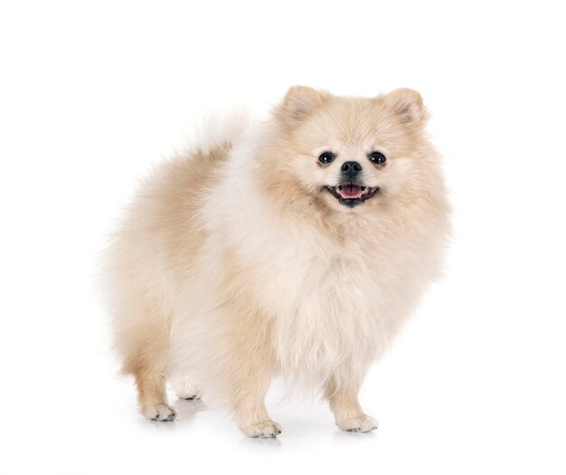 Premium Photo | Young pomeranian in front of white background