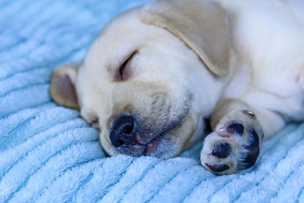 labrador sleeping in bed