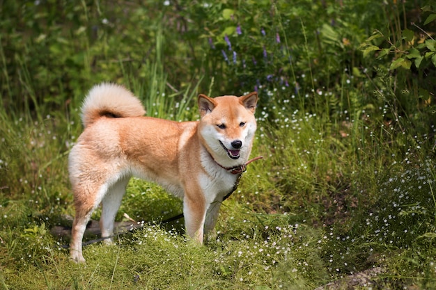 Premium Photo | A young red dog shiba inu walks on the green grass in ...