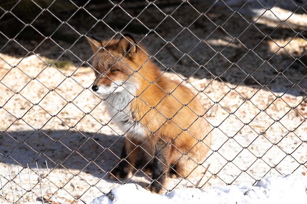 Premium Photo | Young red fox in the zoo enclosure on a sunny winter