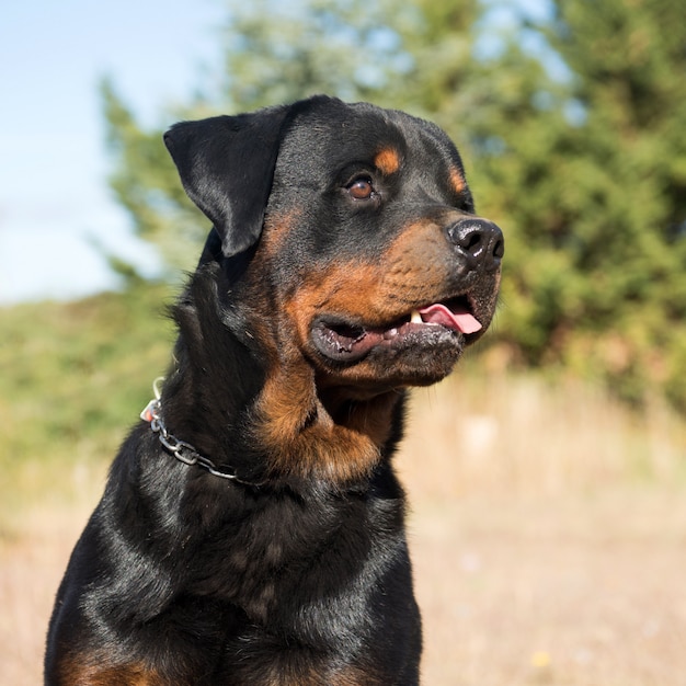 Premium Photo | Young rottweiler in nature