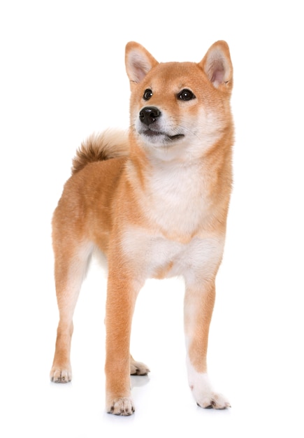 Premium Photo | Young shiba inu