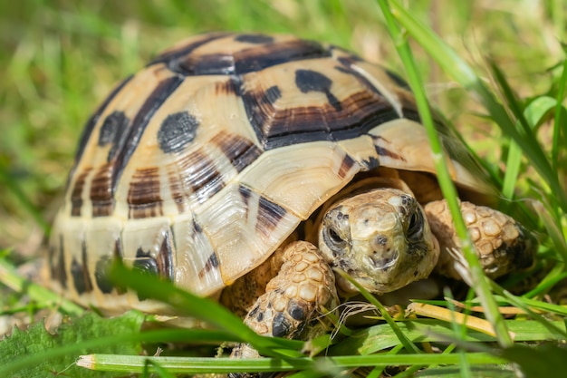 Premium Photo | Young steppe tortoise on the green grass.