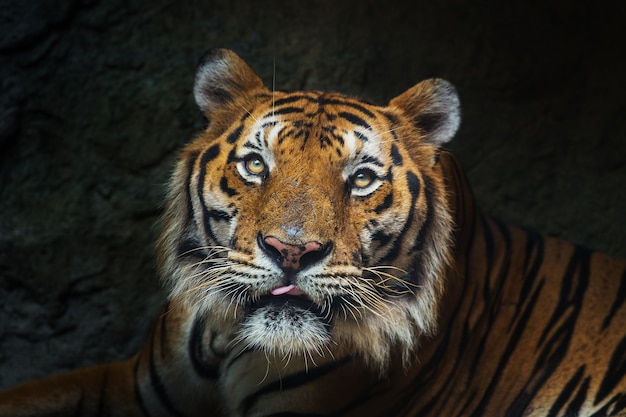 Young Sumatran Tiger Walking Out Of Shadow Tiger 