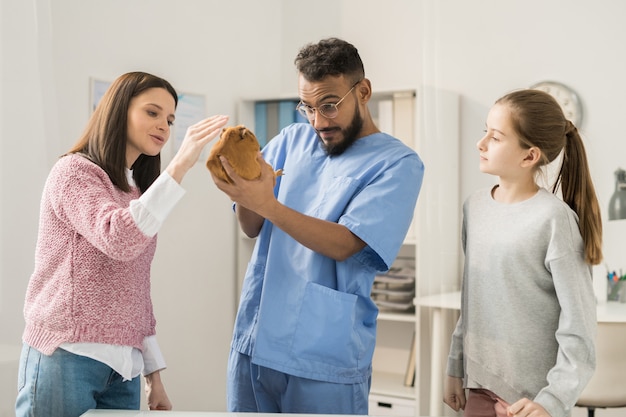 Premium Photo | Young veterinarian looking at brown guinea pig in his