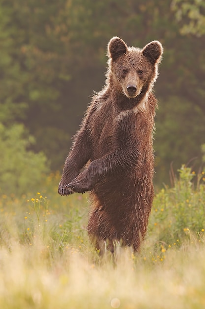 Premium Photo | Young wild curious brown bear standing in upright position