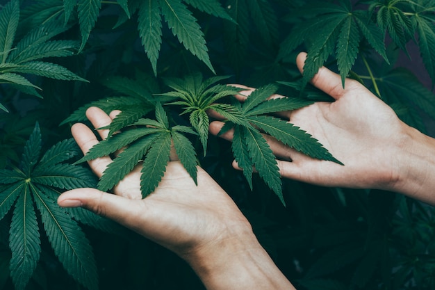 young-woman-growing-marijuana-plants-inside-farm_166273-400.jpg (626×417)