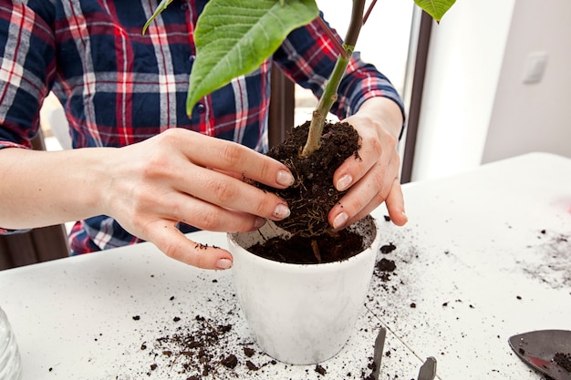 Premium Photo | Young woman is transplanting a plant a into a new pot ...