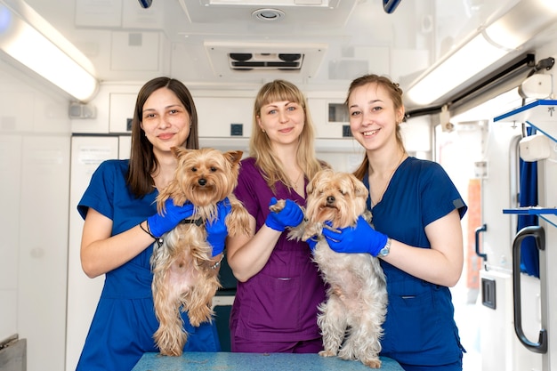 Young women professional pet doctors posing with yorkshire terriers inside pet ambulance. animals healthcare concept. Premium Photo