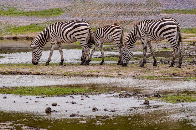 Premium Photo | Young zebra on the open zoo