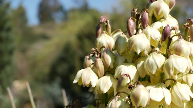 ユッカ白い花アガベブルーム自然植物クローズアップ砂漠の背景植物とアメリカの乾燥した気候とメキシコはカリフォルニアのガーデンガーデニングで咲くアメリカワイルドフラワーマクロ プレミアム写真