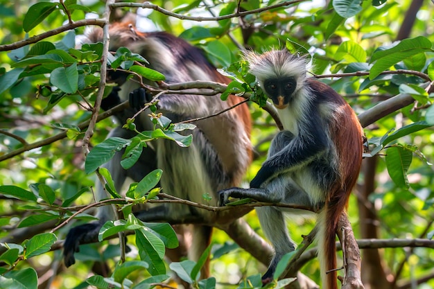 ジャングルでザンジバル赤コロブスまたはprocolobus Kirkii プレミアム写真