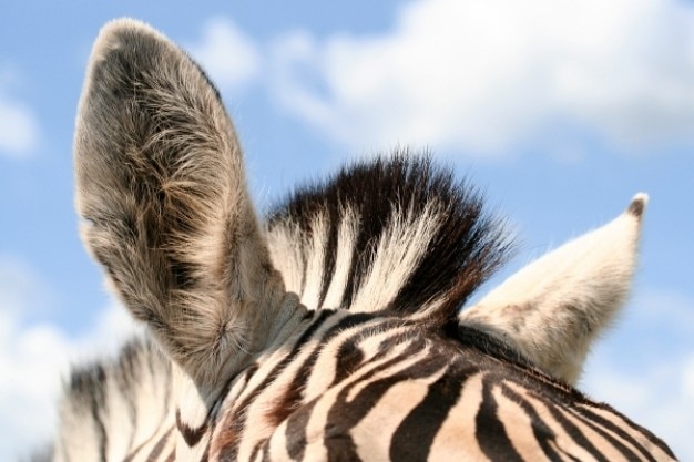 Zebra ears Photo | Free Download