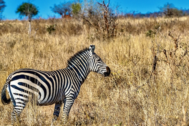 Free Photo | Zebra in a field covered in the grass under the sunlight ...