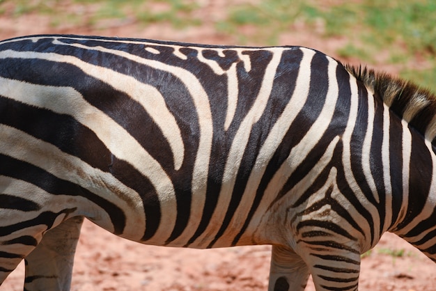 Premium Photo | Zebra pattern real zebra african plains graze grass