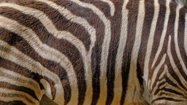 Premium Photo | Zebra skin in a wildlife nature reserve