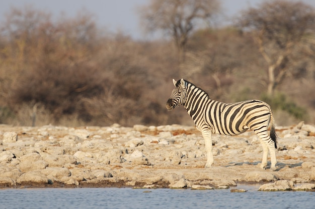 Free Photo Zebra Standing Along The Shore Of A Watering Hole