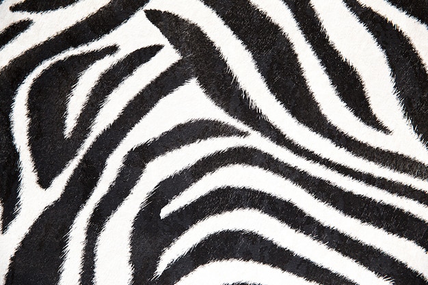 Zebra texture Photo | Premium Download