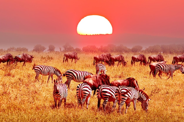 Premium Photo | Zebra and wildebeest groups with amazing red sunset in ...