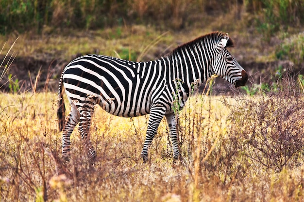 Premium Photo | Zebra