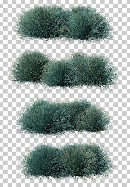 Blue Festuca Grass Images | Free Vectors, Stock Photos & PSD