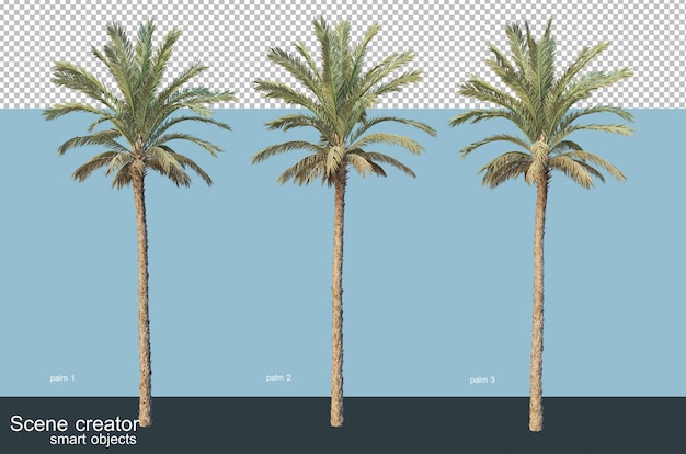 さまざまな種類のヤシの木の3dレンダリング プレミアムpsdファイル