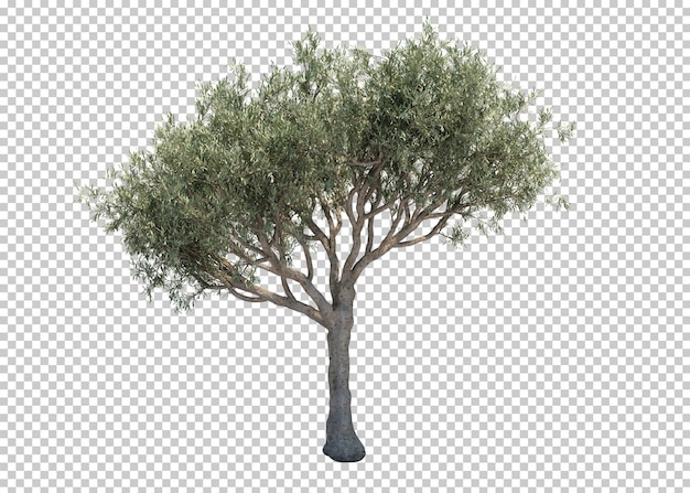 3d rendering of olive tree | Premium PSD File