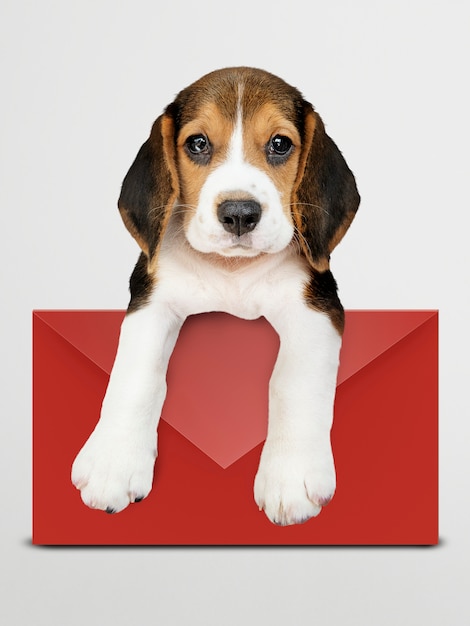 赤い封筒モックアップと愛らしいビーグル犬の子犬 無料のpsdファイル