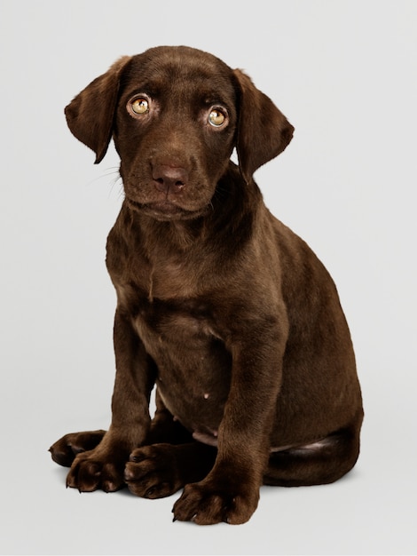 labrador chocolate