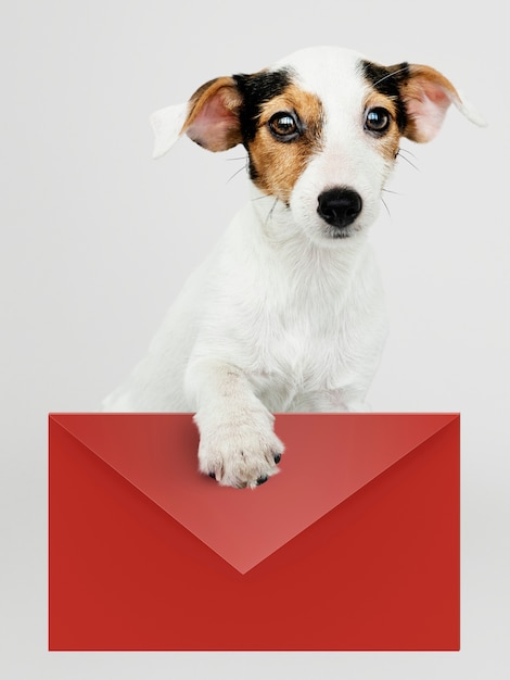 Adorable jack russell retriever puppy with a red envelope mockup Free Psd