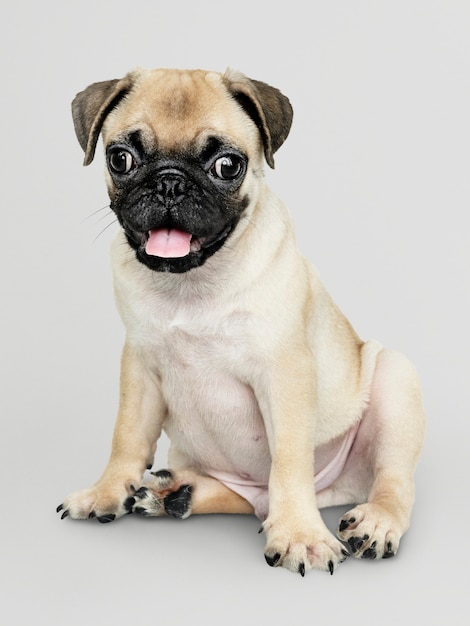 Pug Puppies For Sale in Georgia - Puppies For Sale Local ...