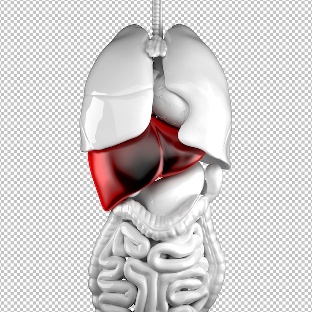 Anatomical illustration of human liver isolated Premium Psd
