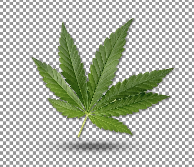 Download Close up on green cannabis leaf isolated | Premium PSD File