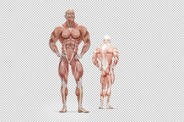 人間の筋肉の解剖学のレンダリングのイラスト プレミアムpsdファイル