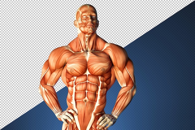 人間の筋肉構造のイラスト プレミアムpsdファイル