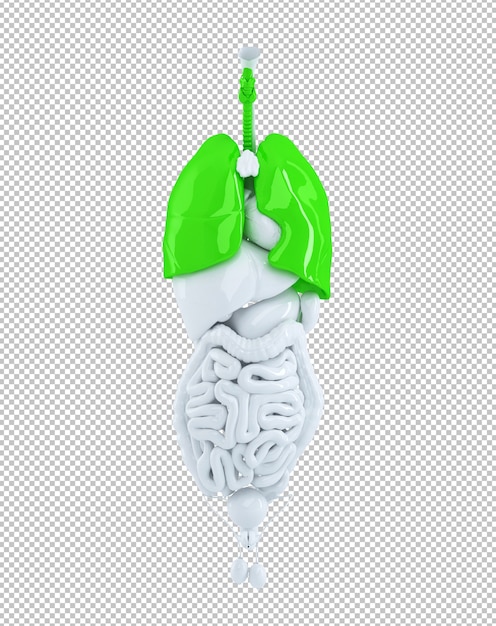 Isolated human organs focused on lungs Premium Psd
