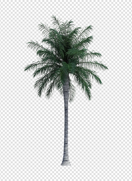 palm tree photoshop