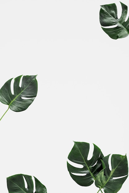 Free PSD | Leaf mockup background