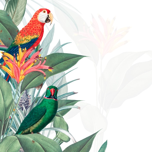 Download Macaw tropical mockup illustration PSD file | Free Download