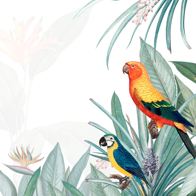 Download Macaw tropical mockup illustration | Free PSD File