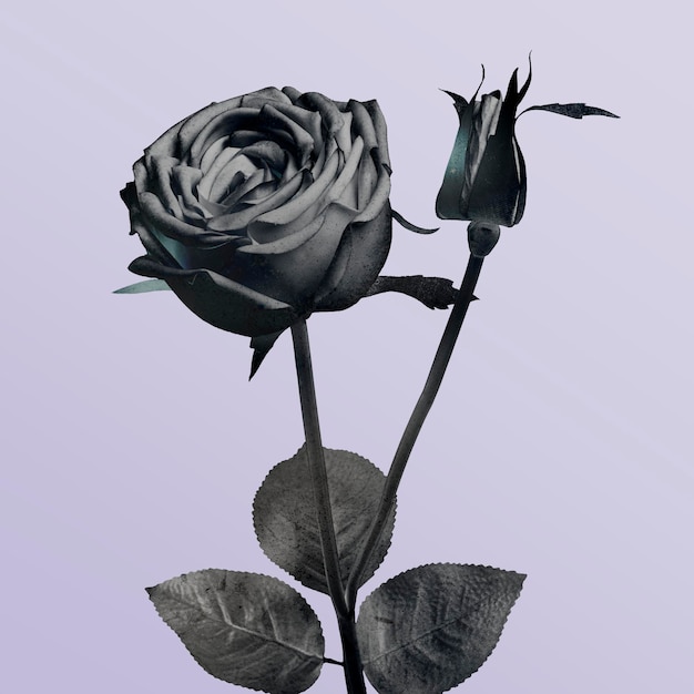 Premium PSD | Monotone blooming rose illustration on a purple background