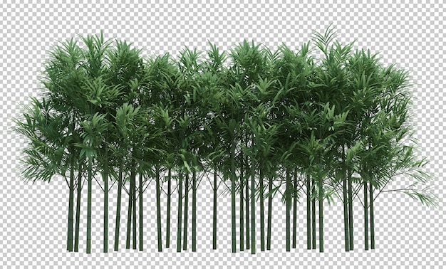 Premium PSD | Nature object bamboo tree isolated white