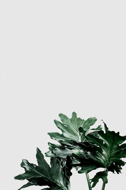 Philodendron xanadu leaf on gray background PSD Template