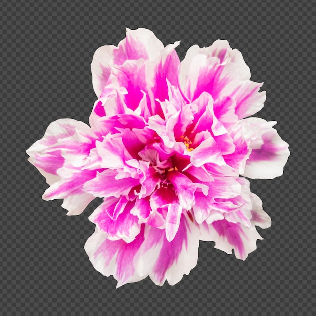 premium-psd-pink-portulaca-flower-isolated-rendering