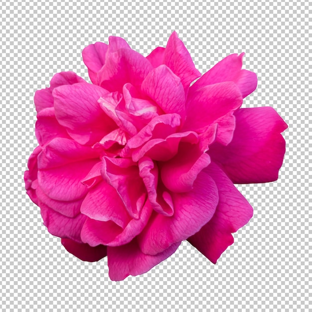 Premium Psd Pink Rose Flower Isolated Rendering